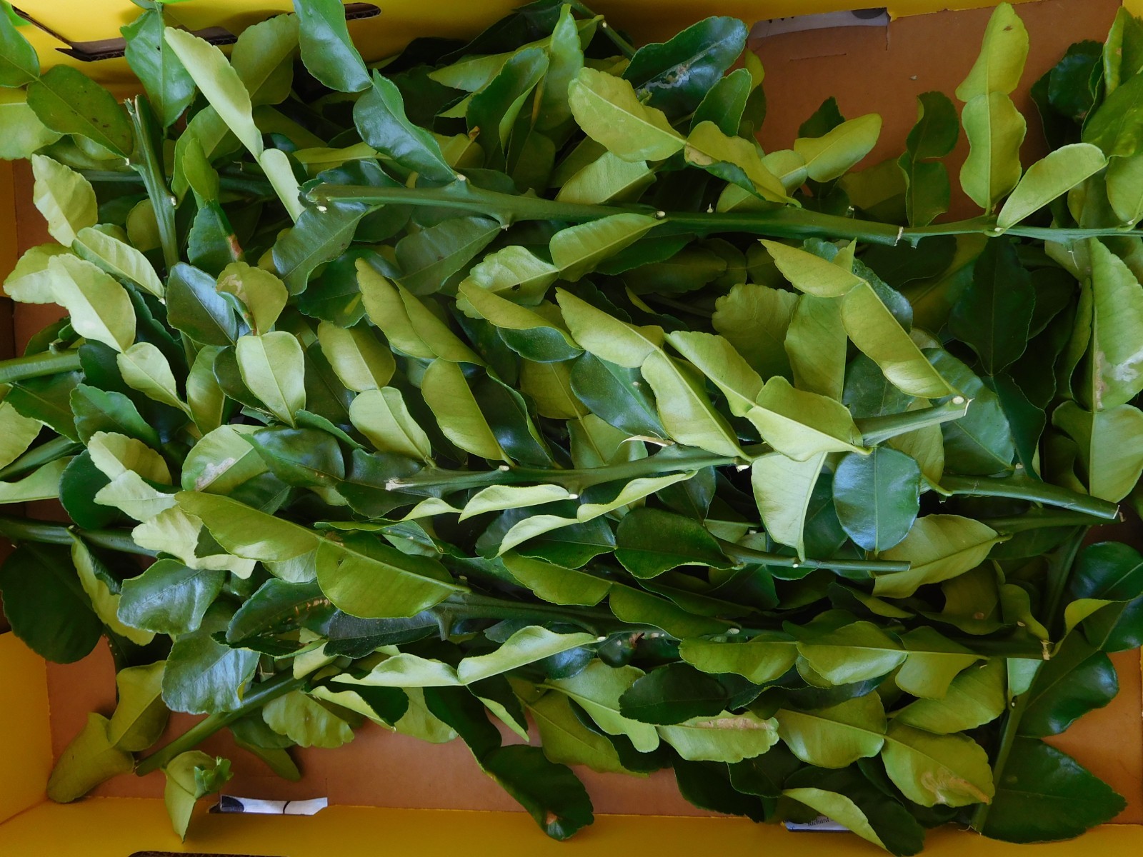 Kaffir Makrut Thai Lime Leaves Organic 2 lbs