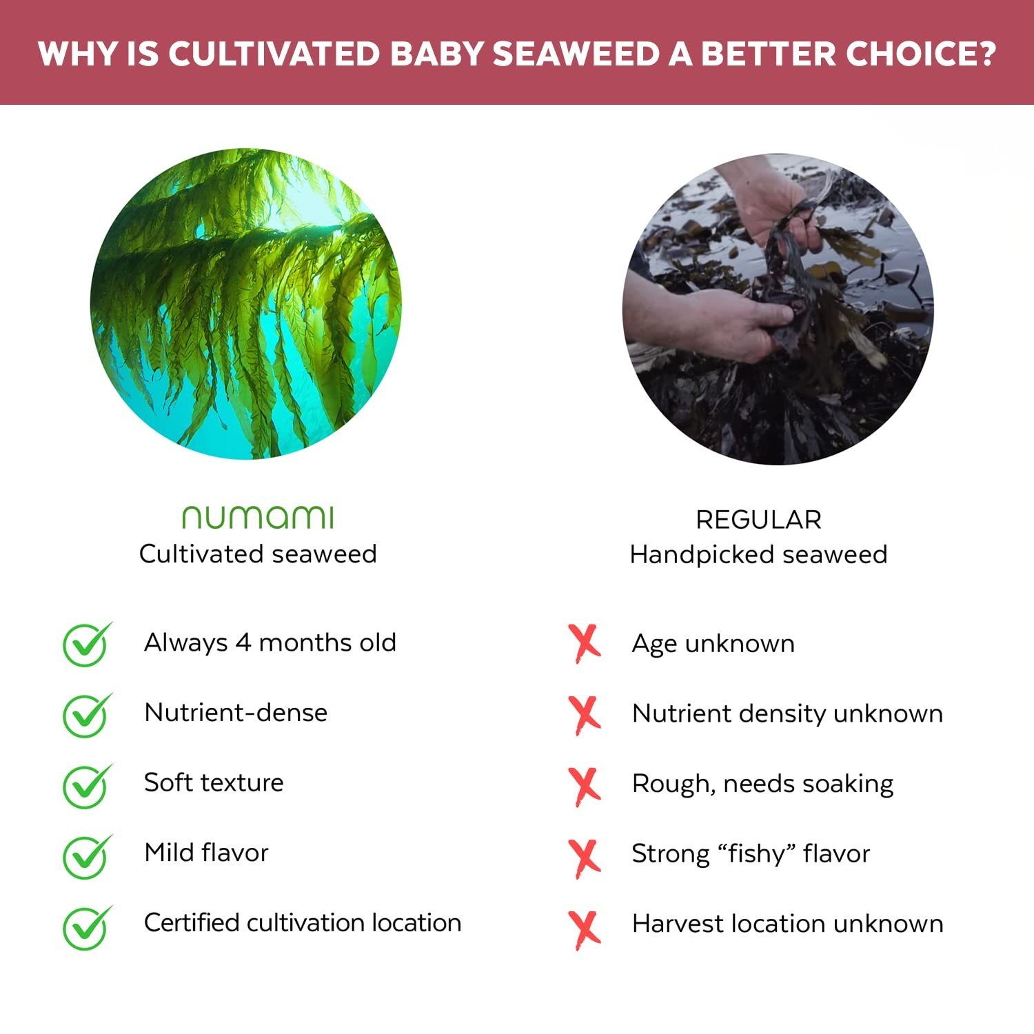 Organic Atlantic Dulse Flakes Seaweed Gluten-Free 30 Servings