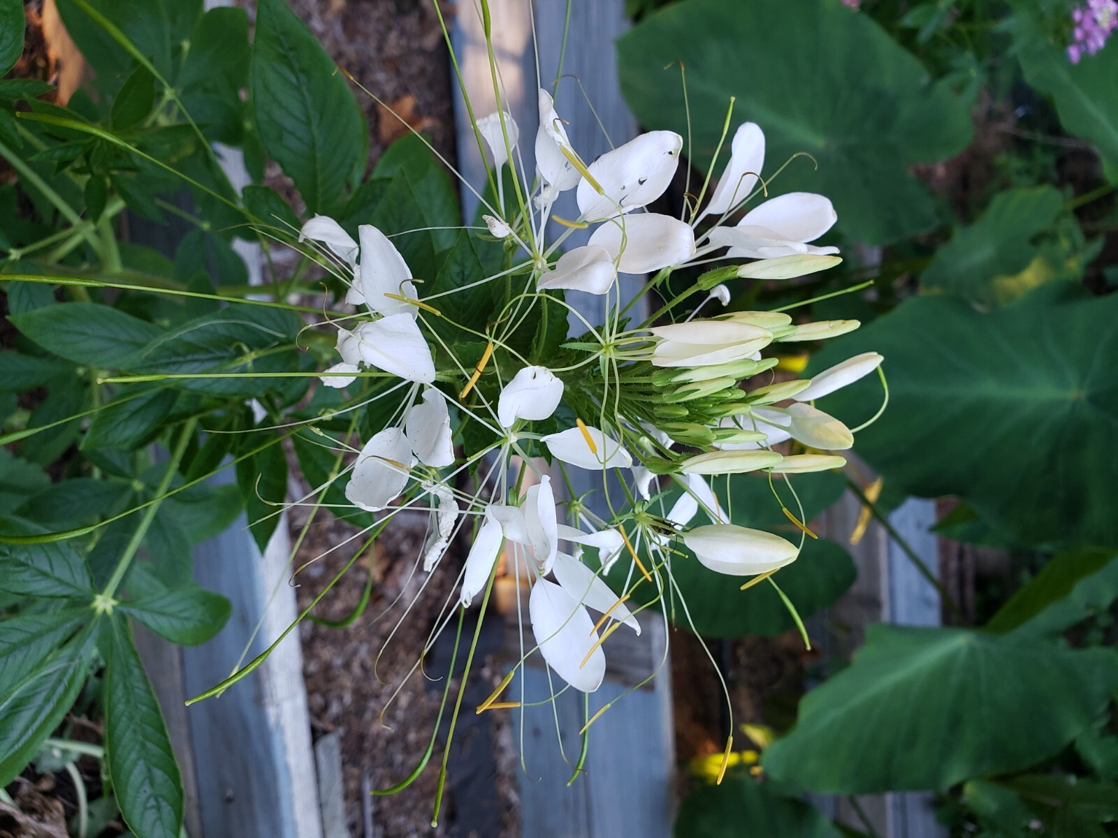 Clome White Flower seeds – 50 seeds