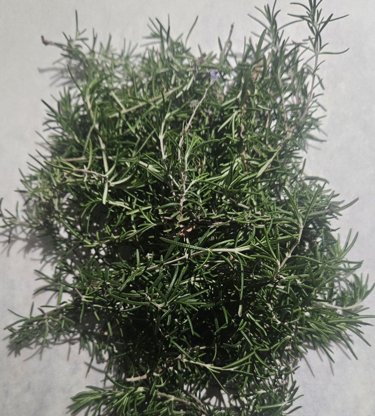 1 Pound Fresh Rosemary Seasoning Spice Tincture Oil Tea Stemps California Herb