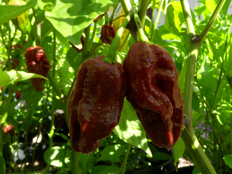 Trinidad 7 Pot Douglah (Rare Chocolate) Premium Quality Chili Powder – HOT!