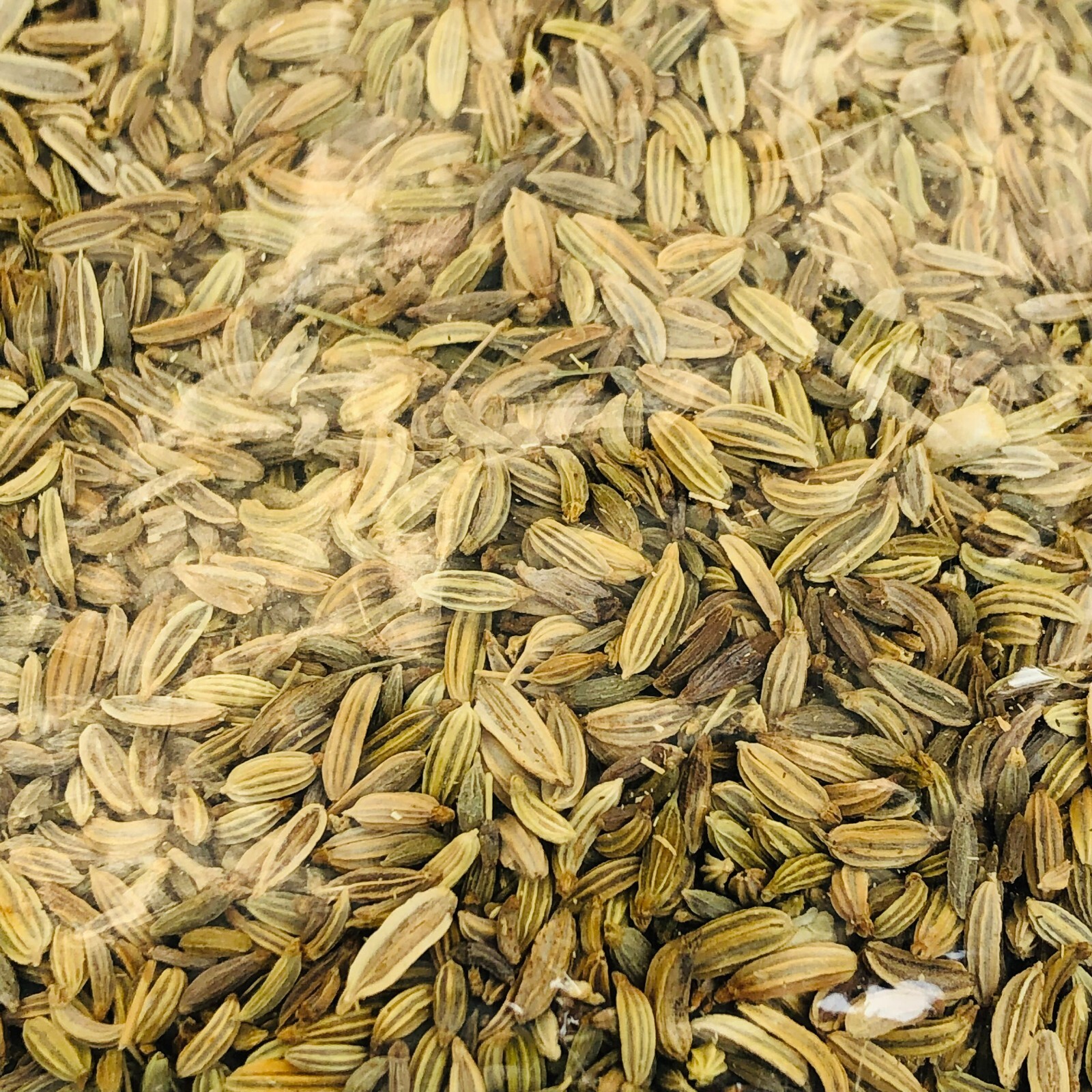 Fennel Seeds Spices Ceylon Organic Pure Natural Healthy Herbal Food High Quality