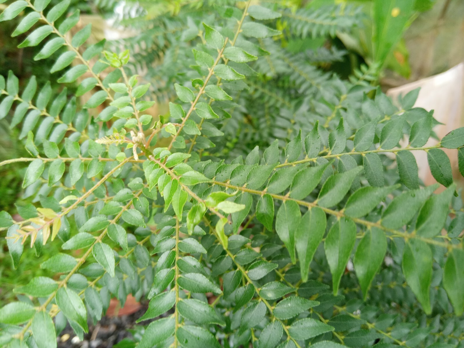 Fresh Dried Curry Leaves Curry Leaf 100% Pure and Organic Natural Ceylon Spices