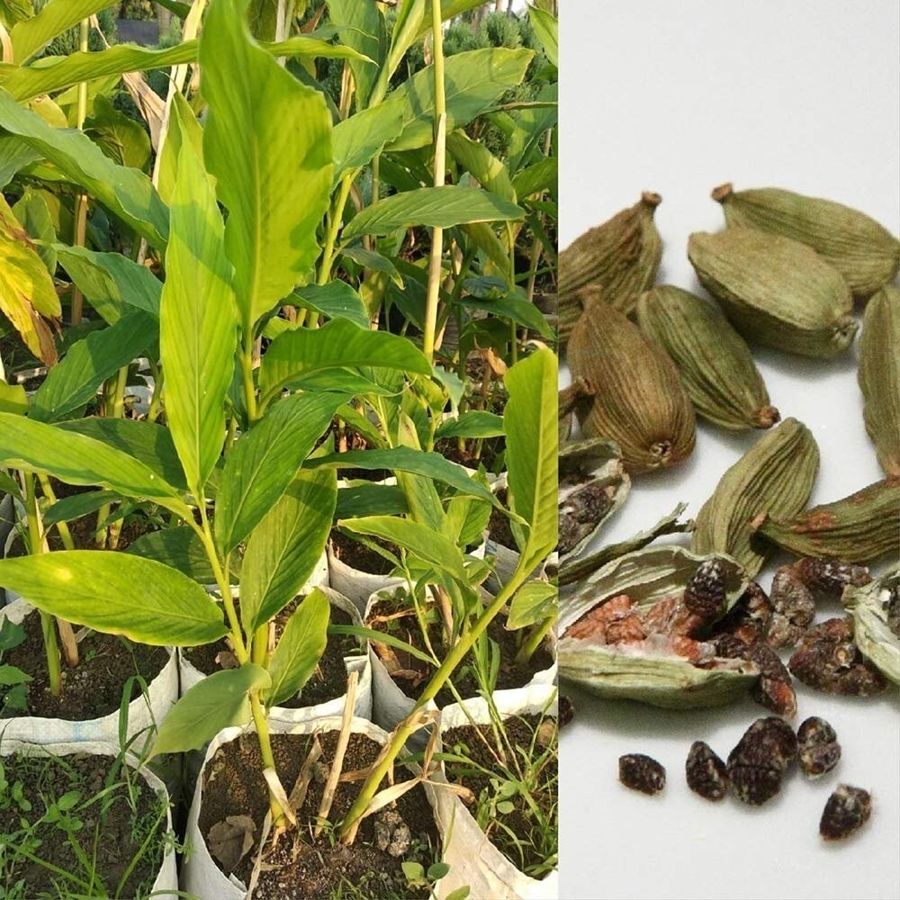 CARDAMOM Ceylon Green Cardamom Pods Natural Organic & High Premium Quality 75