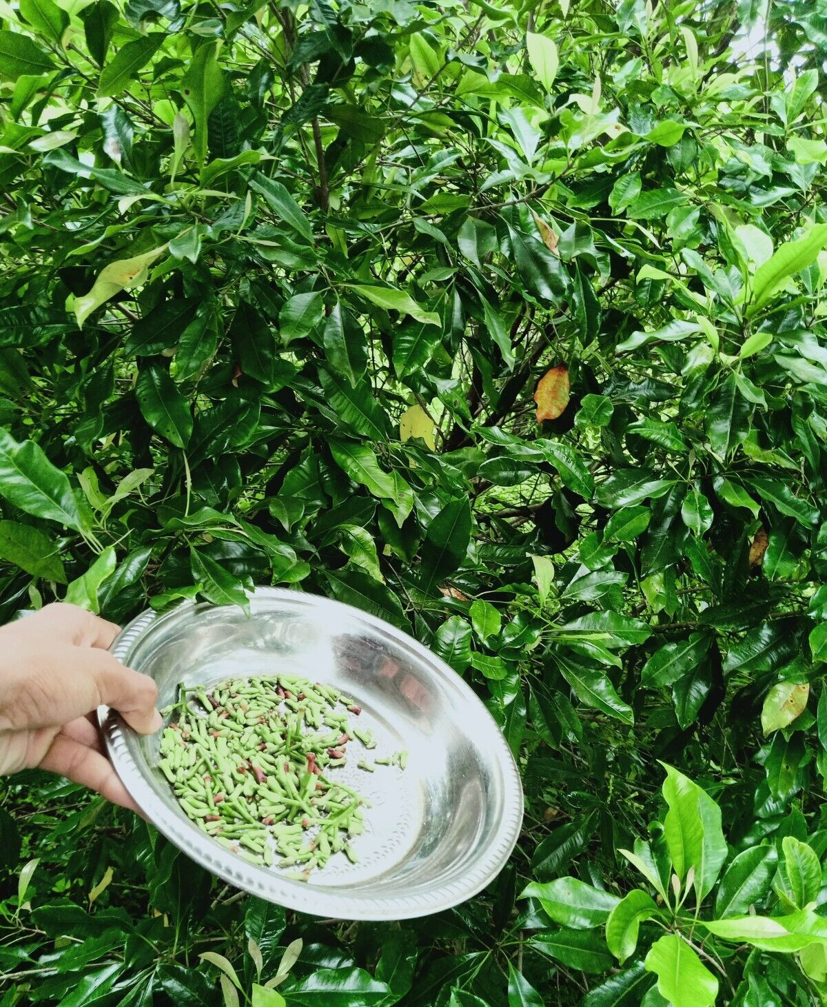 Whole cloves 75g Herbs Sun dried High quality Organic Hand picked Cloves Ceylon