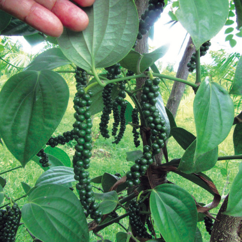 100% Best Quality Pure Black Pepper Organic Natural Black Pepper From Ceylon