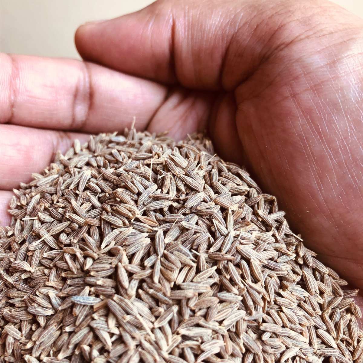 Cumin Seeds – 100% Natural & Pure | Premium Quality Spice for Digestion & Flavor