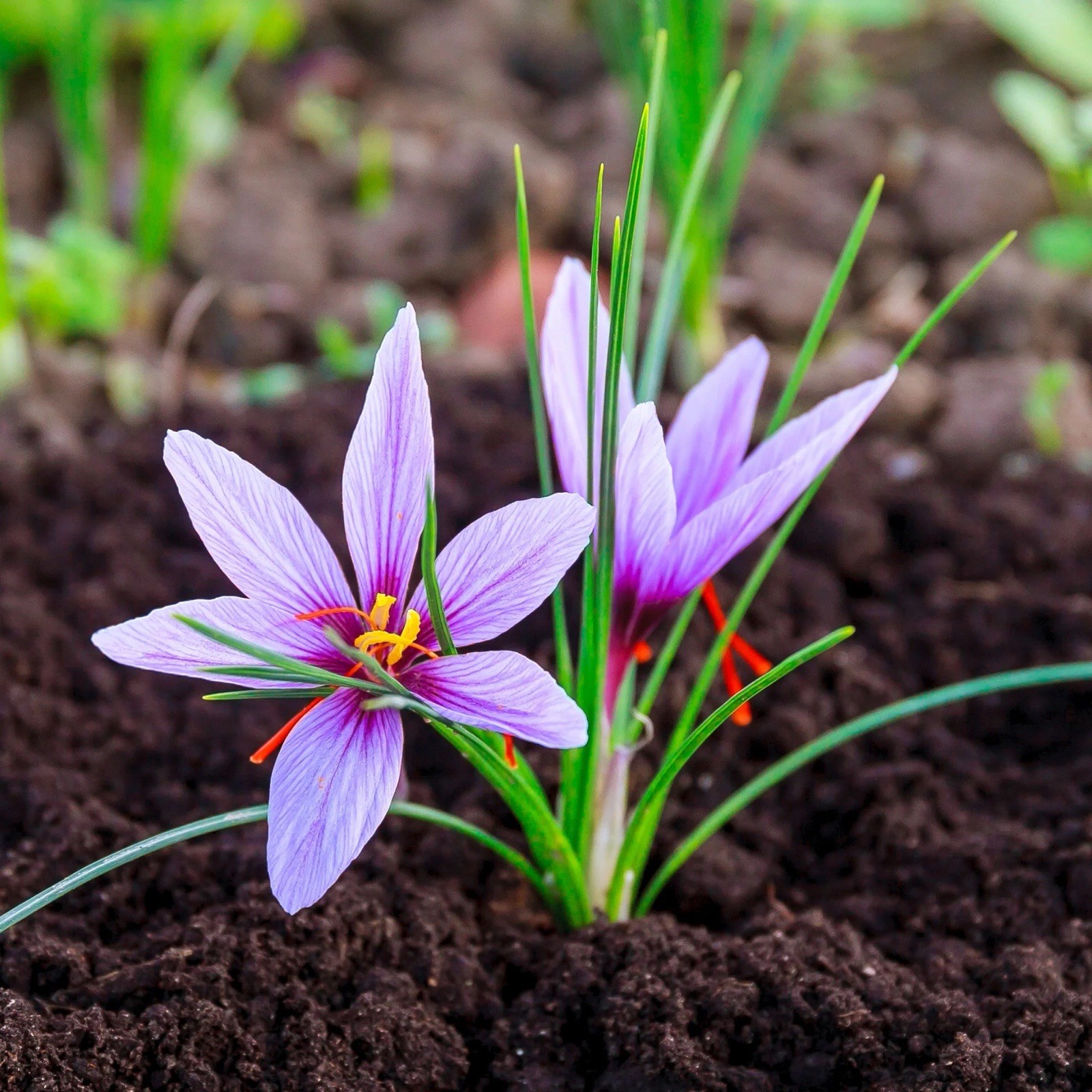 Saffron, Finest Pure Premium All Red Saffron Threads, Grade A+, Highest Grade 5g