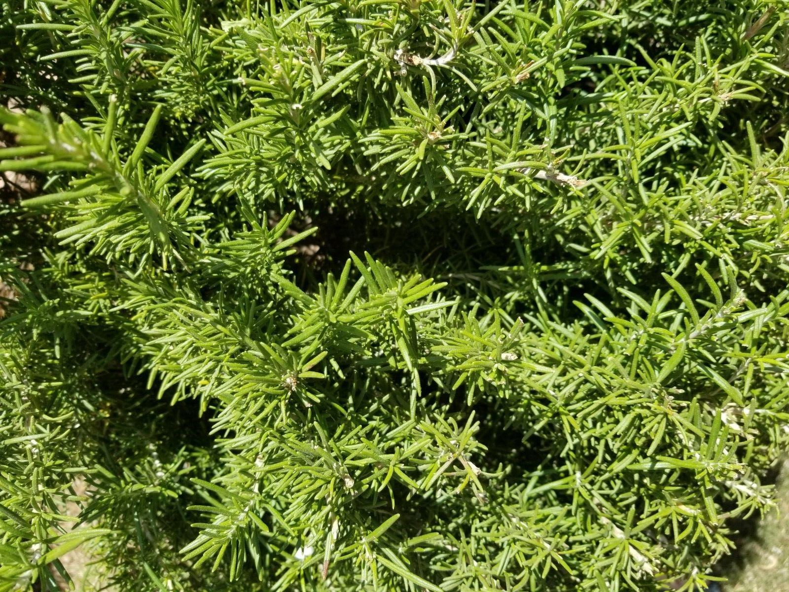 10 pcs Organic Rosemary Sprigs – Cut To Order