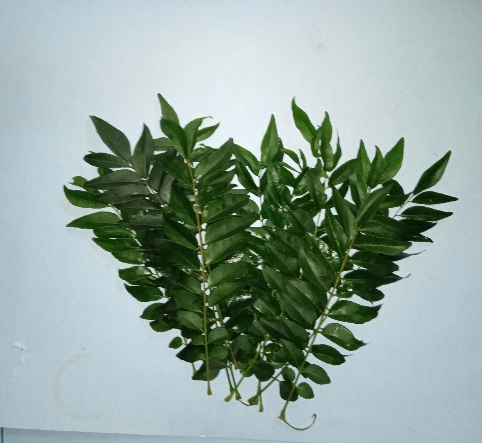 100% Natural Curry Leaves Food Flavoring and Herbal Tea organic 100g