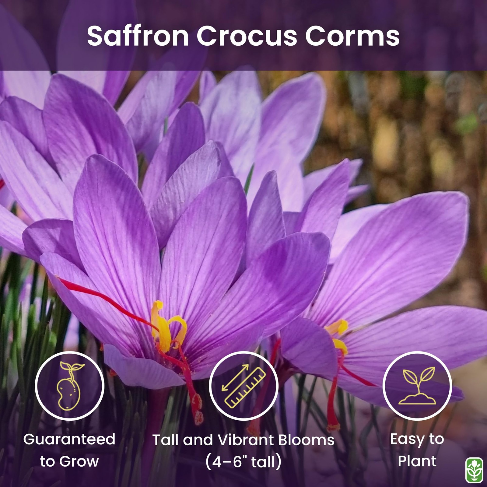 20 Jumbo Saffron Sativus Crocus Corms for Planting 2025 – Large 9/10 cm Saffr…