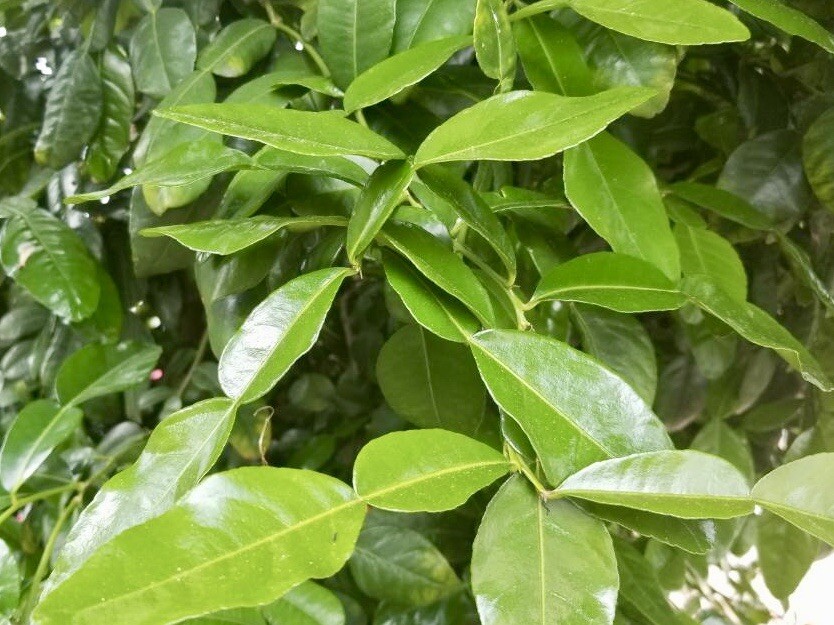 2 OZ Fresh Kaffir Lime Citrus Hyst Leaves Thai Gourmet Herb Picked Organic