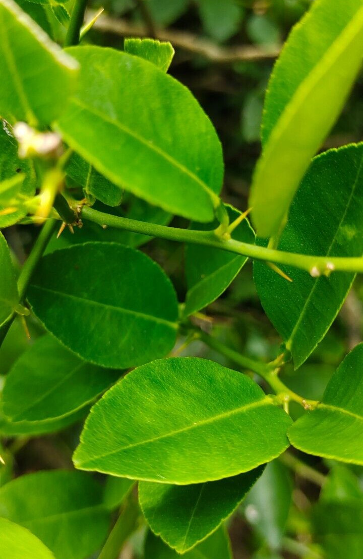 Dried Lemon Leaves 100% Pure Natural Organic Ceylon Herbal Fresh Healthy