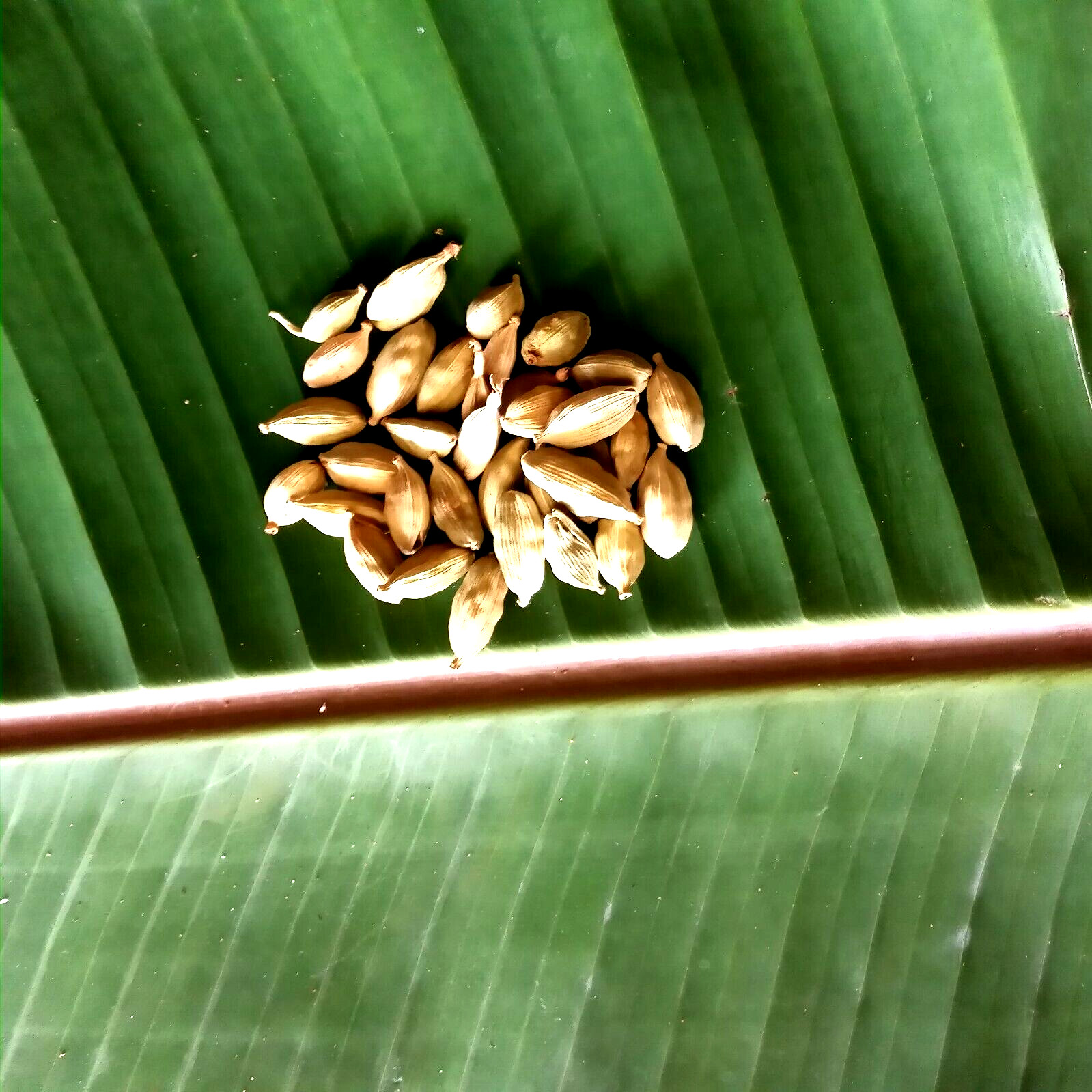 Ceylon Spices Organic Green Cardamom Seeds Quality 100% Natural New Sri lanka