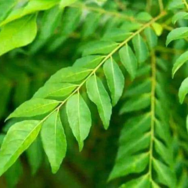 Natural Organic Karapincha Dried Curry Leaves Ceylon Organic Free Shipping
