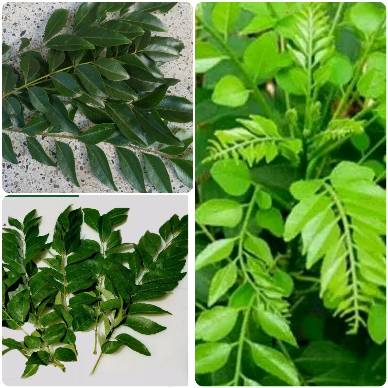 dried organic curry leaves.