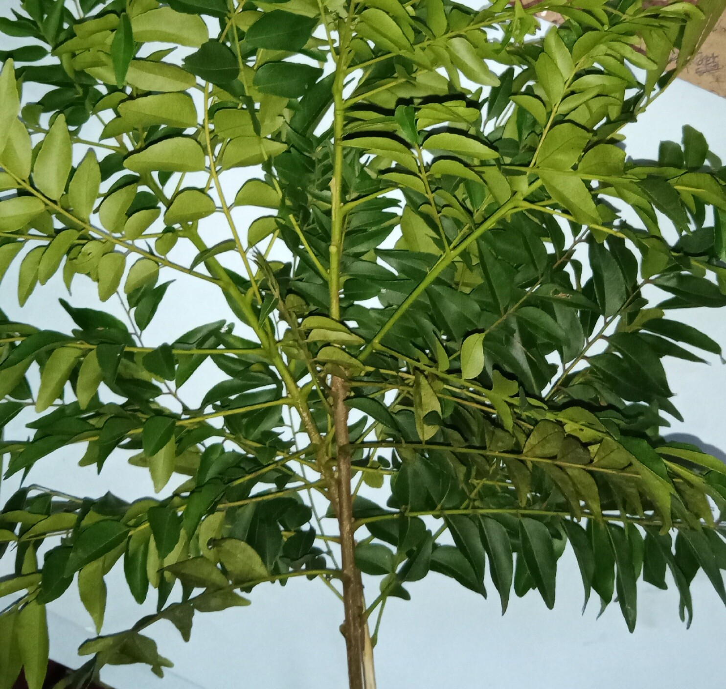 100% Natural Curry Leaves Food Flavoring and Herbal Tea organic 100g