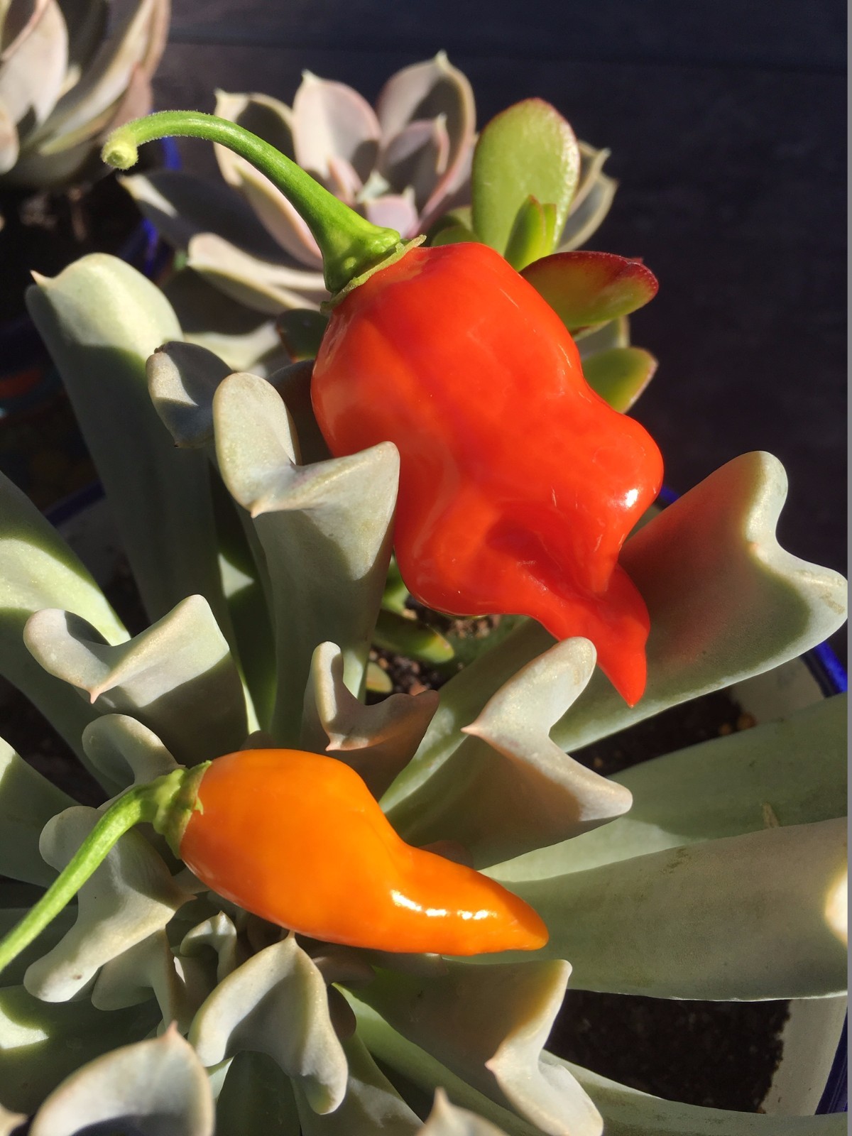 Organic Datil-Habanero Hybrid Heirloom Dried Hot Chili Pepper Florida Seed Pods