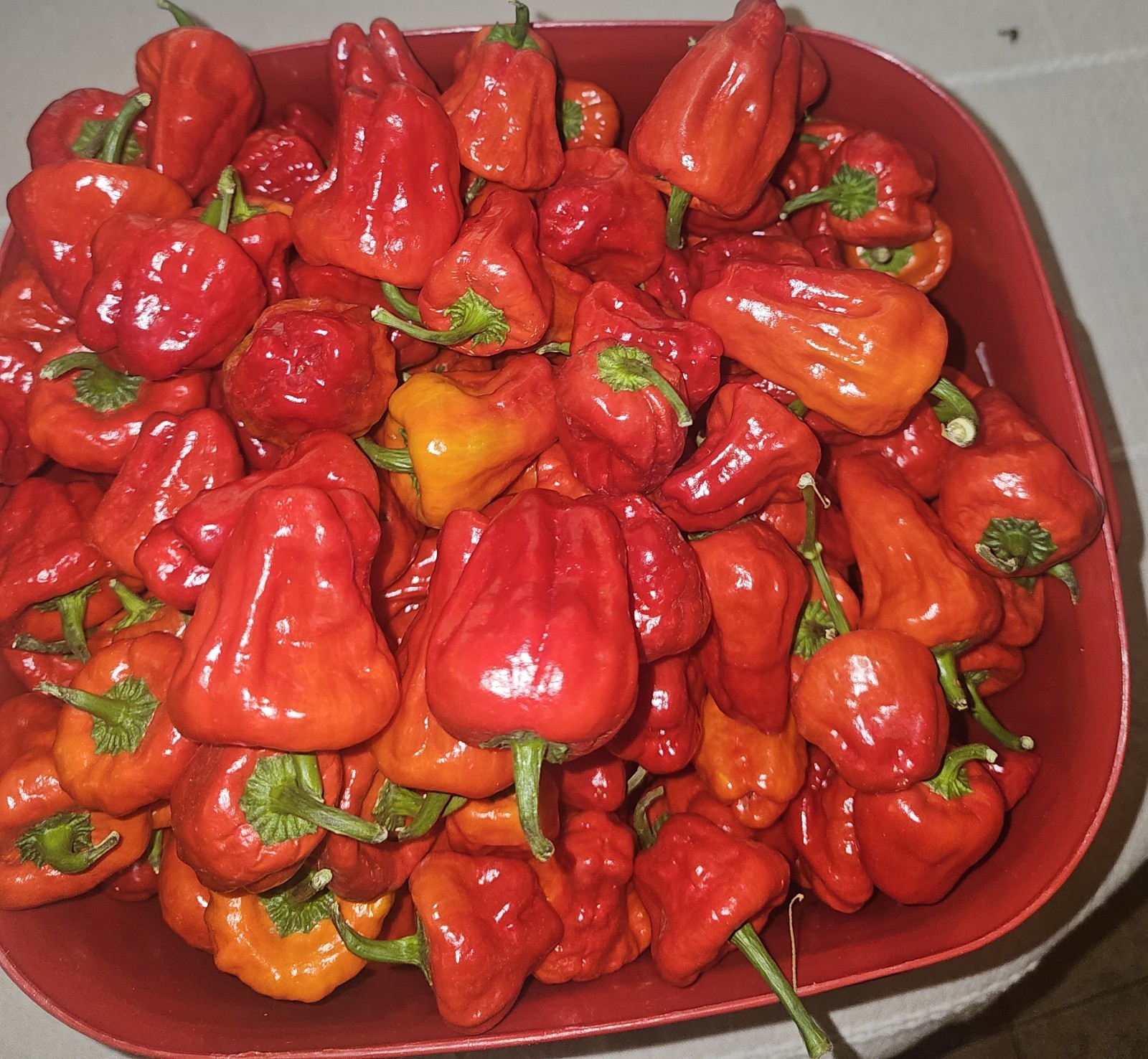 3 Pound Fresh Red Scotch Bonnet Peppers