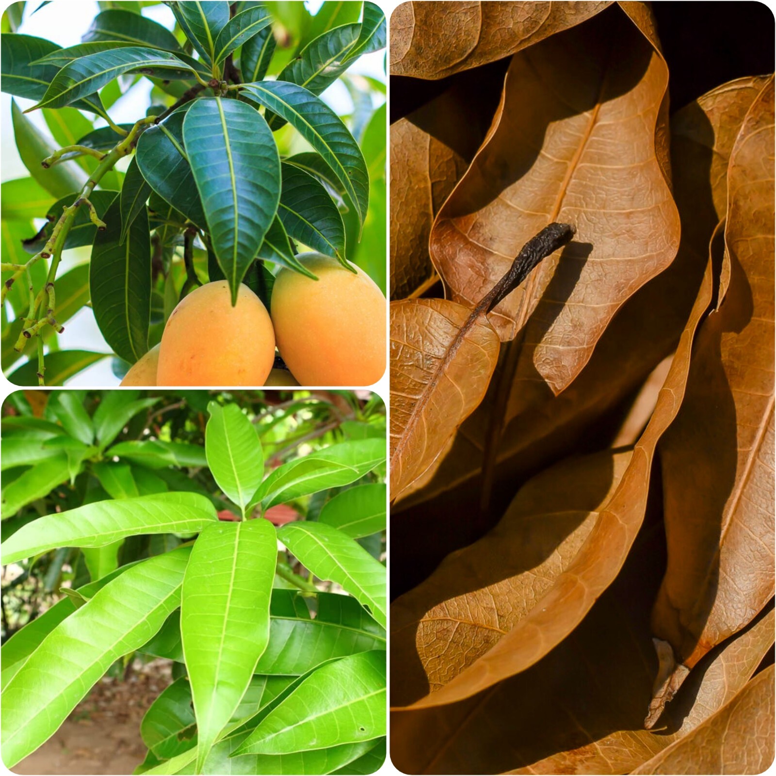 ORGANIC Dried Mango leaves Home Quality Pure Leaf For Tea 50 leafs best ceylon