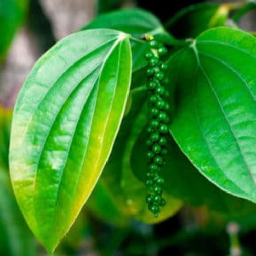 100% Best Quality Pure Black Pepper Organic Natural Black Pepper From Ceylon