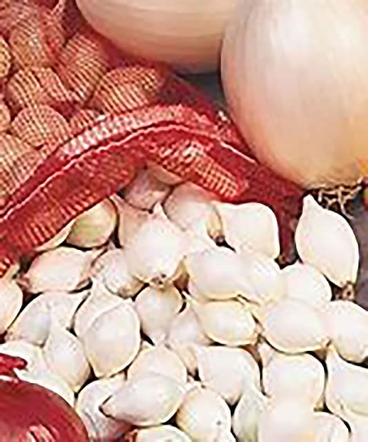 200 White Onion Starter Sets – Grow Green Table & Large Dry Onions