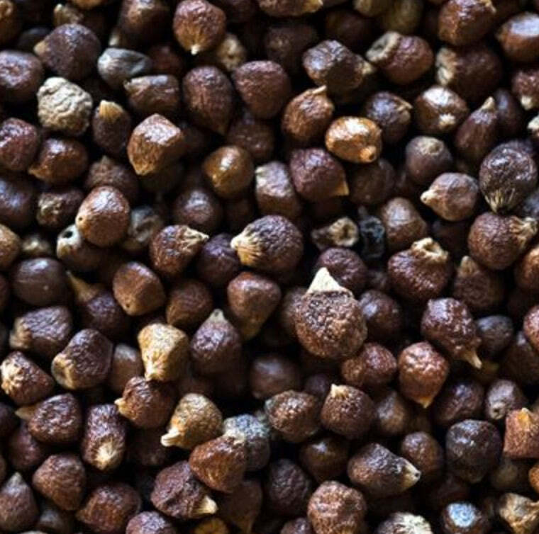 Ethiopian Korerima (Whole Black Cardamom)