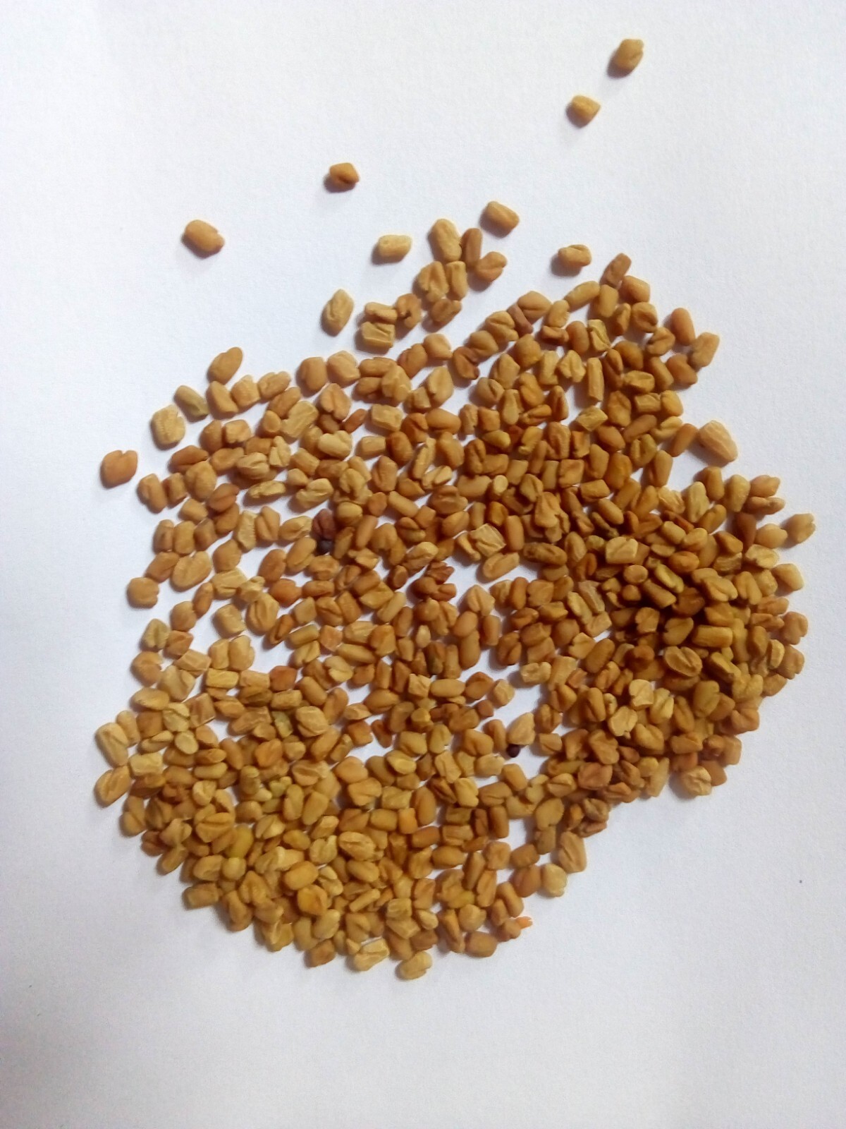 Fenugreek Seeds Trigonella Foenum Graecum Fenogreeco 100% Pure Medicinal SL