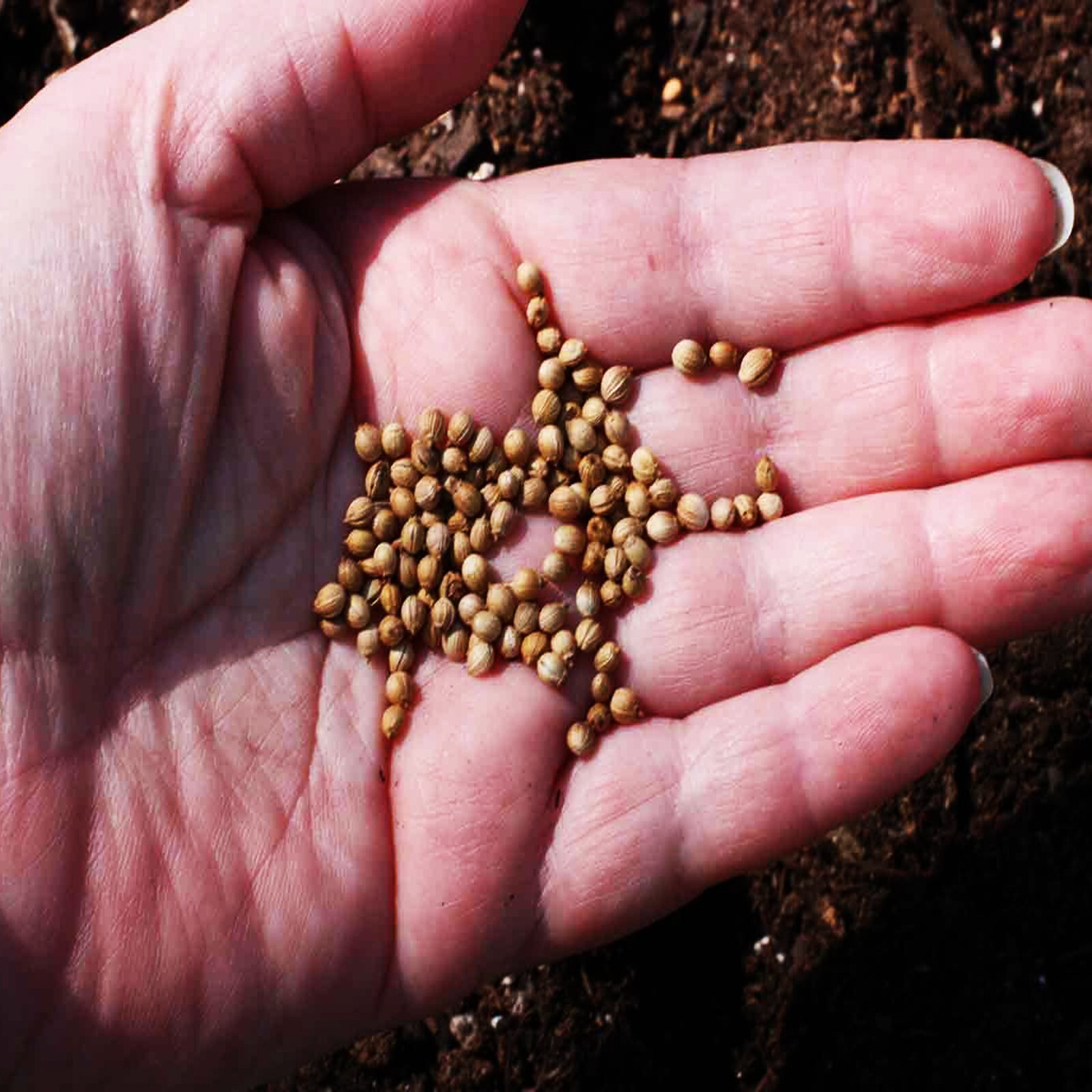 Coriander Premium Quality Seed Whole Ground Spices Ceylon Dried Coriander 150g