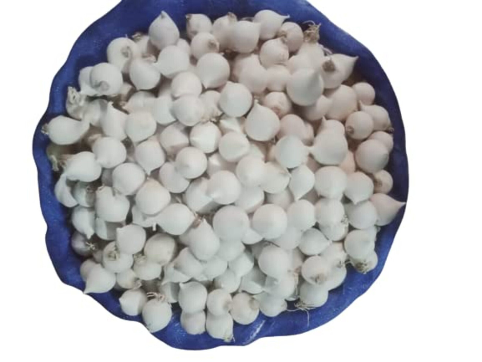 Desi Single Clove Garlic 100% Pure Natural Ek Pothi Lahsun Garlic Bulb 3.5oz
