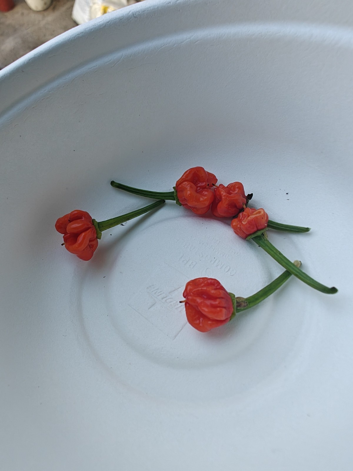 4 x Carolina Reaper Peppers Homegrown, Small