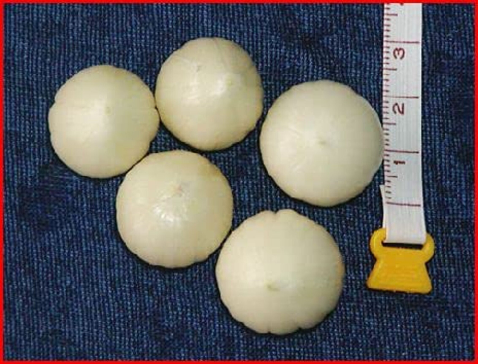 Desi Single Clove Garlic 100% Pure Natural Ek Pothi Lahsun Garlic Bulb 3.5oz