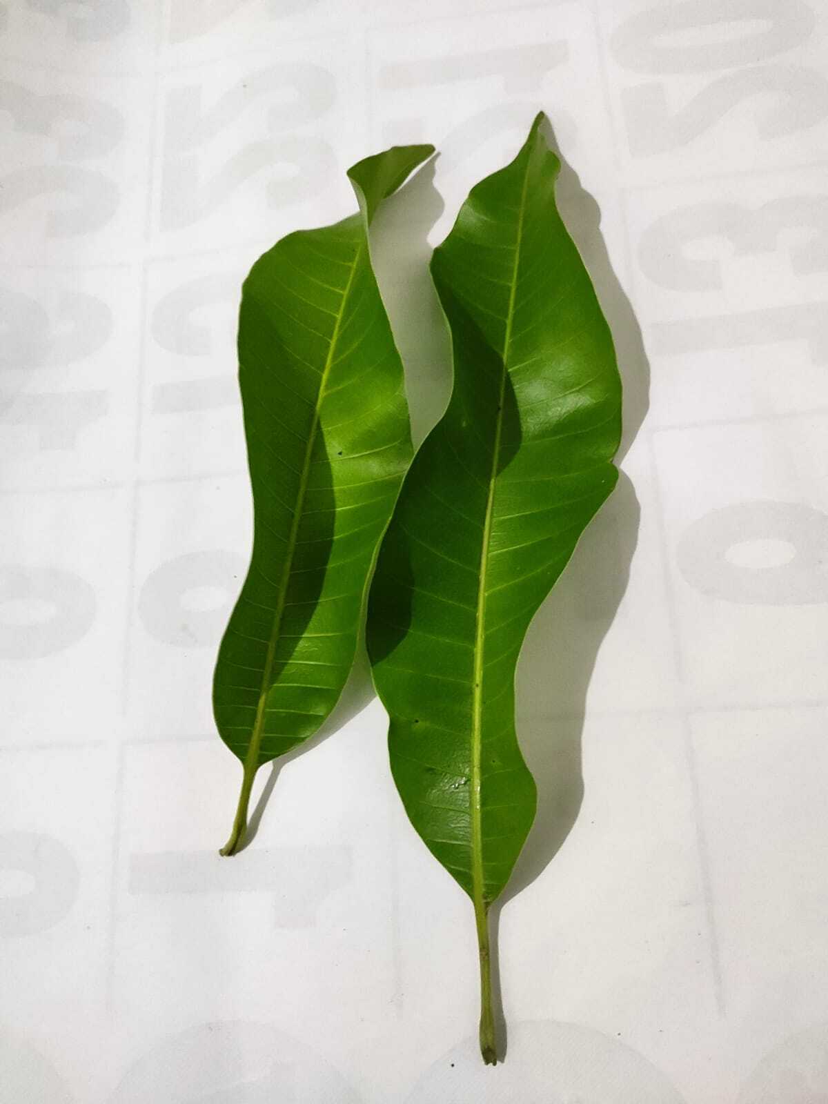 Dried Mango Leaves Natural from Ceylon for a healthy life Organic healthy Tea
