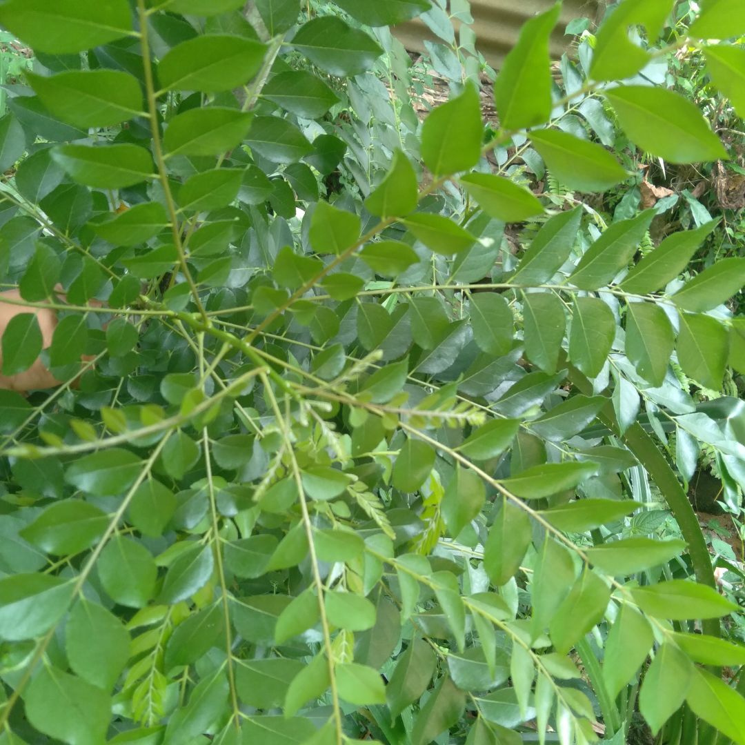 100% Dried Natural Organic Curry Leaves 50g Murraya Quality Pure Ceylon Leaf Pak