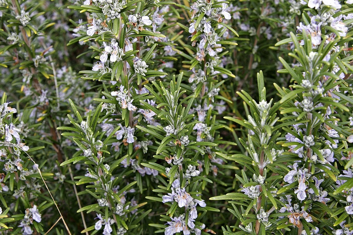 Organic Rosemary, Home Grown 100% Natural Dry Rosemary 250g اكليل الجبل مجفف