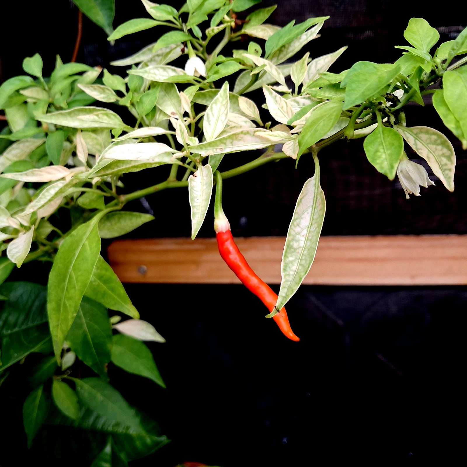 Milpas 6 oz Dried Arbol Whole Red Chili Pepper Spice up ur Pizza❤Ships USA