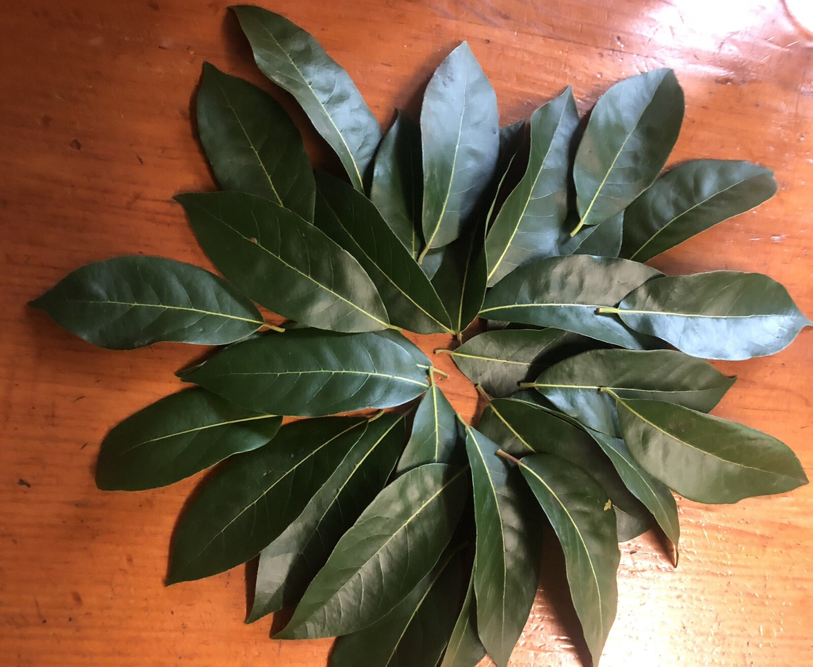 Organic Bay Leaves, Laurus Nobilis Laurel, 35 leaves, Free Ship
