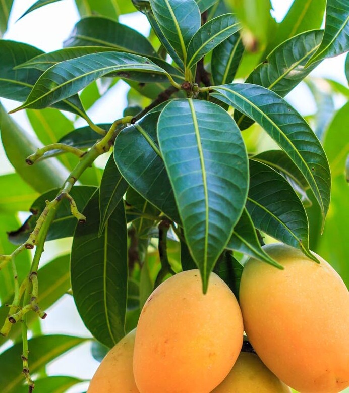 ORGANIC Dried Mango leaves Home Quality Pure Leaf For Tea 50 leafs best ceylon