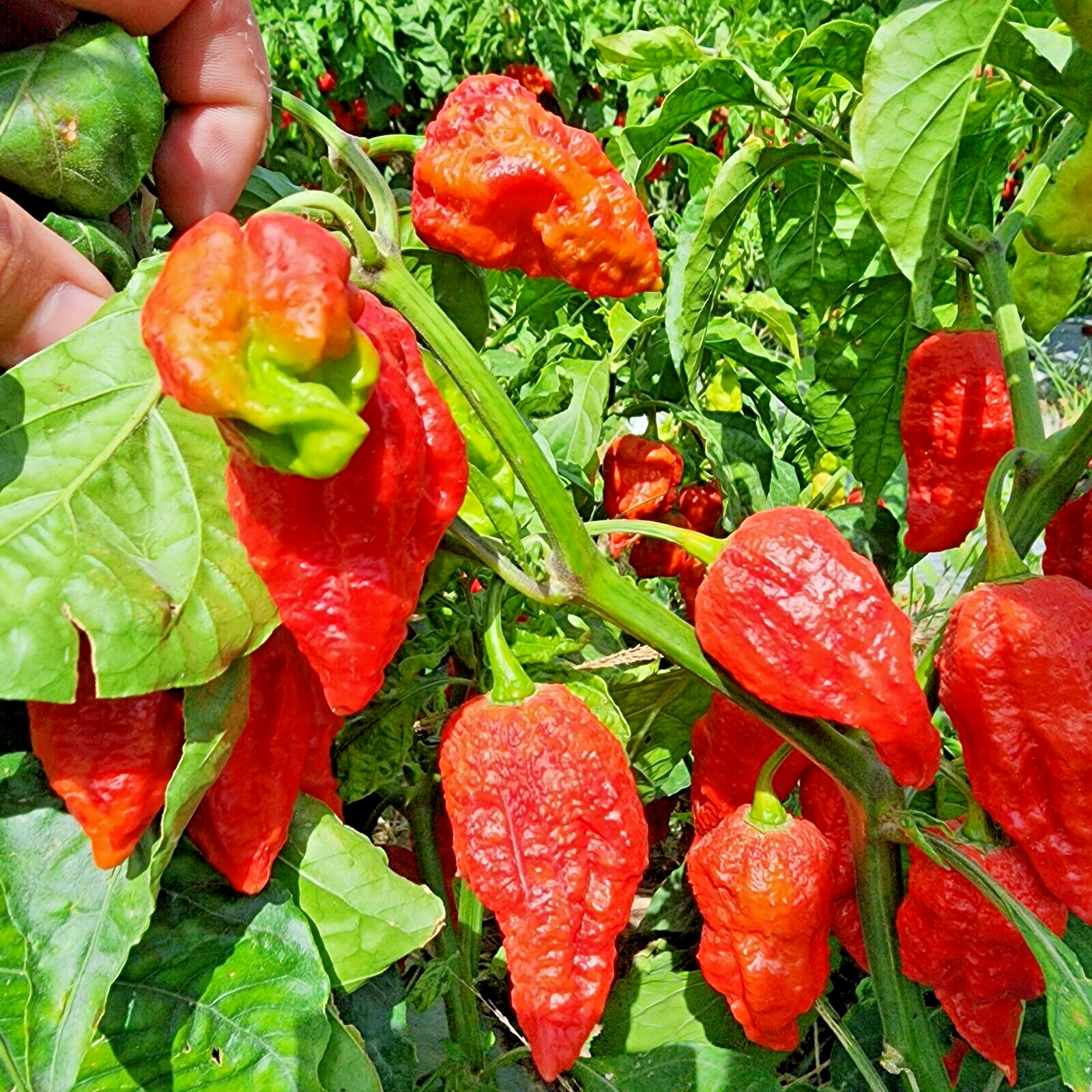 Ghost pepper Pods – Count 15 peppers