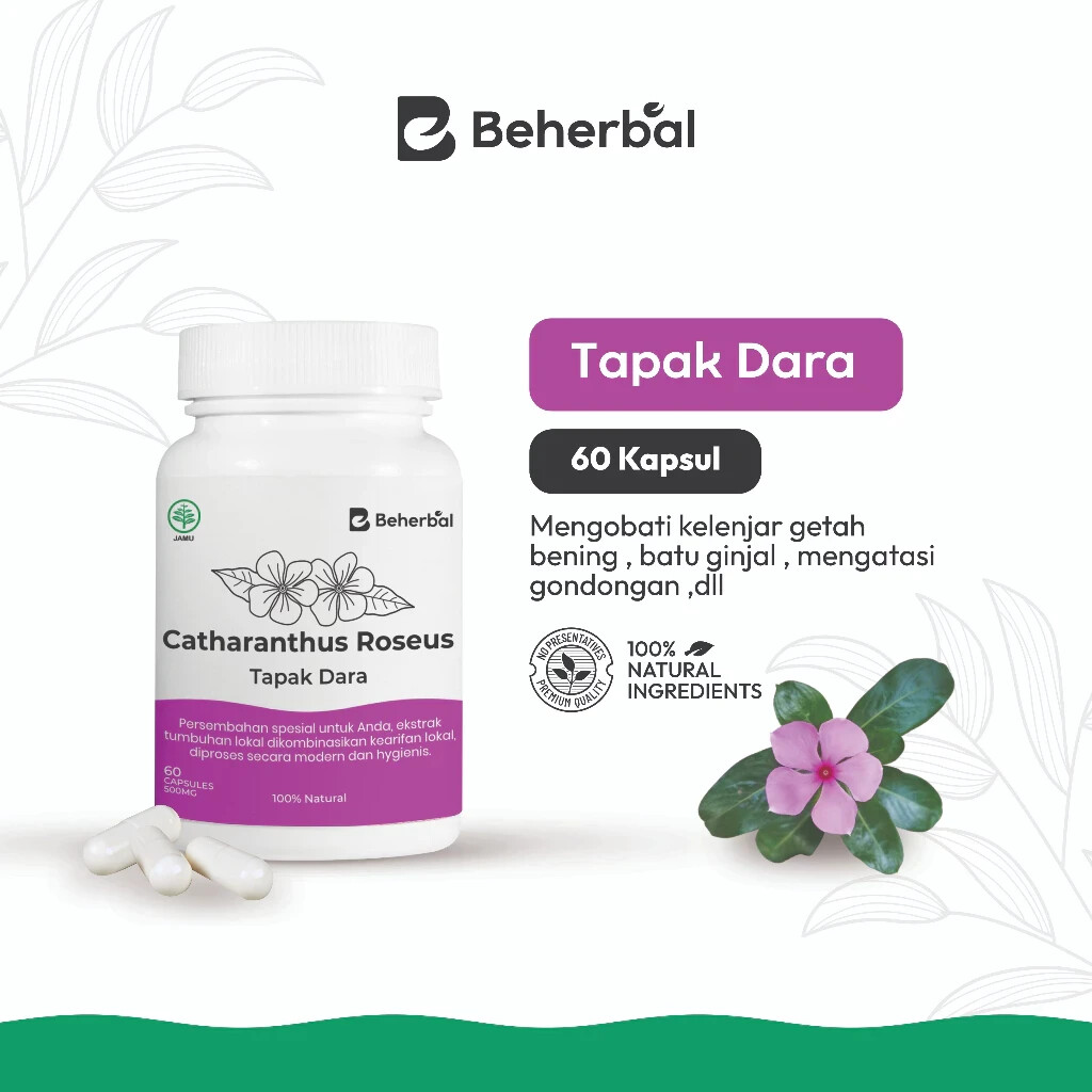 Tapak Dara Caps Natural Organic Herbs Spices Fresh Pure Hygienic Premium
