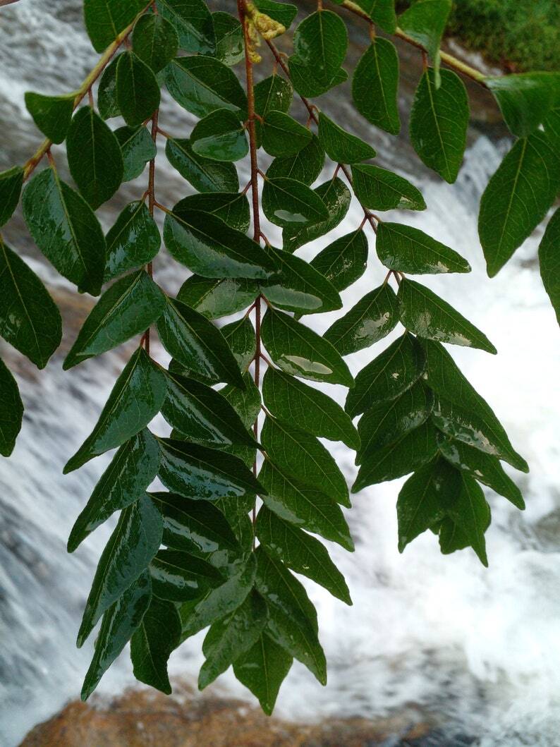 Fresh Dried Curry Leaves 100% Pure Natural Organic A Grade Quality 200g Packets