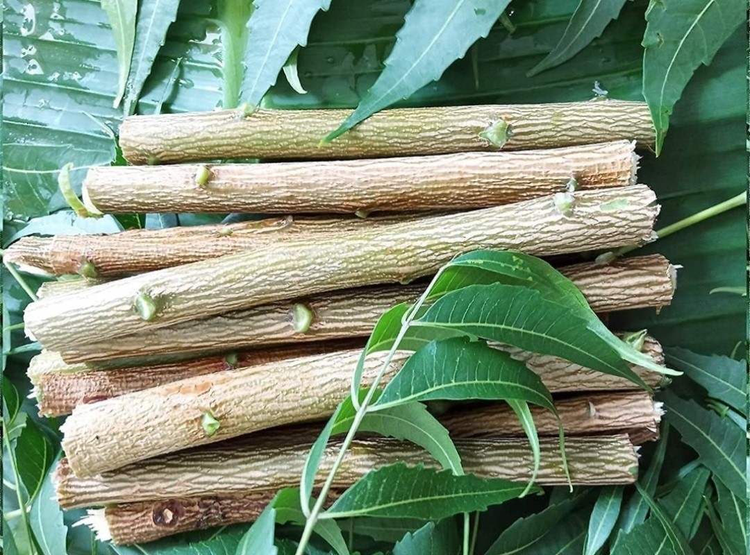 10 pc- 100 pc Neem Sticks Azadirachta Indica Sticks DATUN for Teeth and Gums, Or