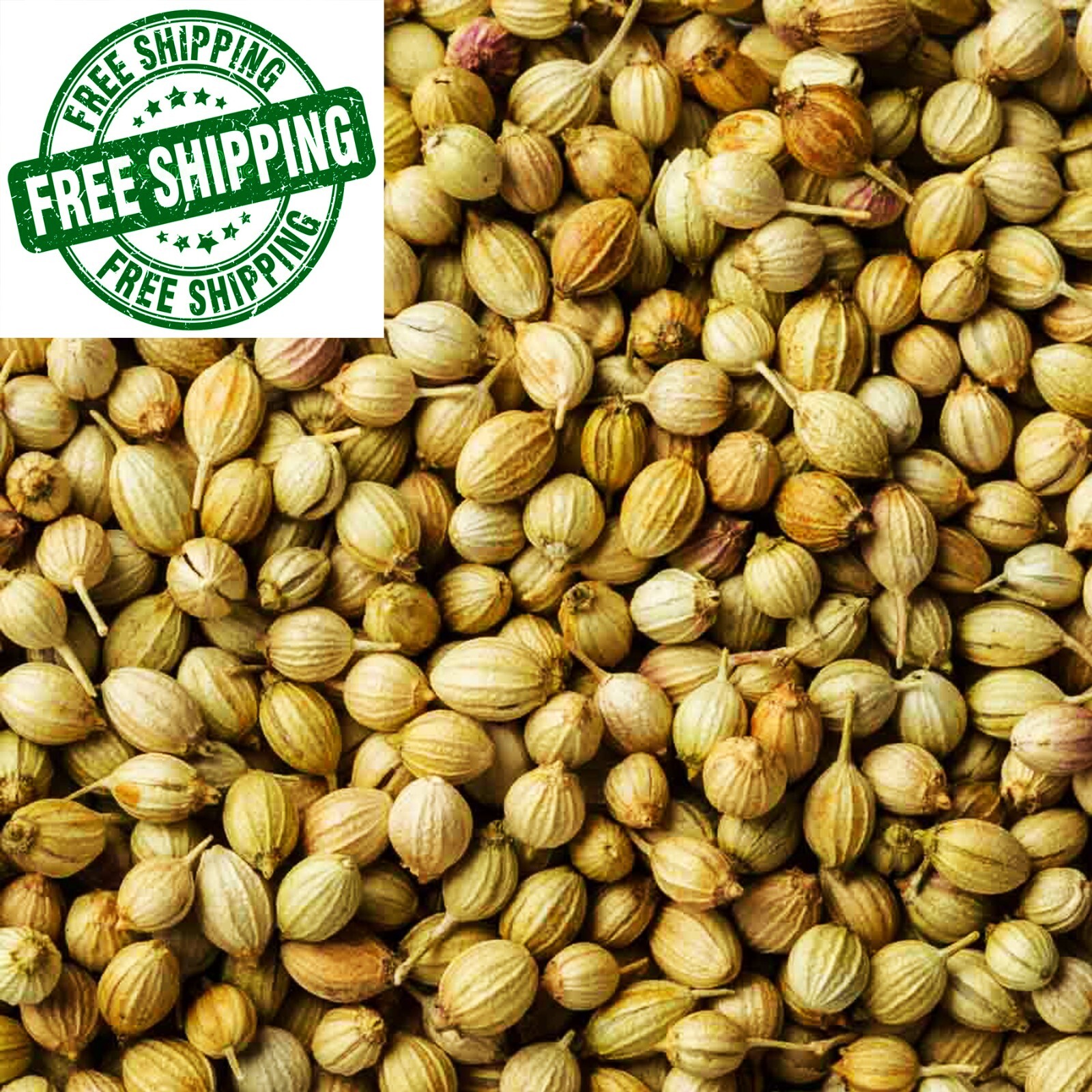 Coriander Premium Quality Seed Whole Ground Spices Ceylon Dried Coriander 150g