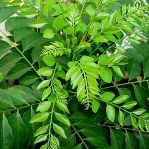 Ceylon Dried Curry Leaves 100g 100% Organic Fresh Premium Quality Herbs New