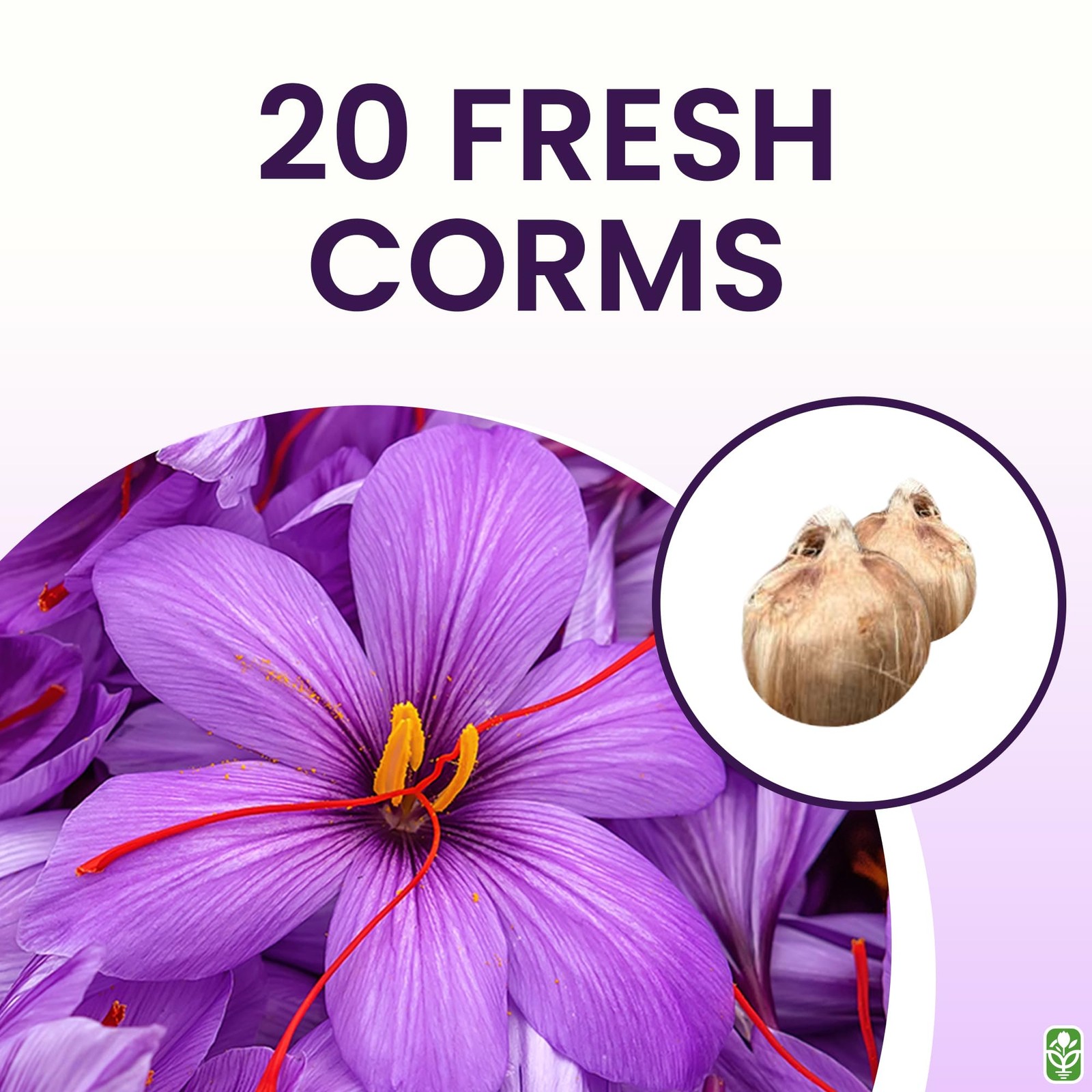 20 Jumbo Saffron Sativus Crocus Corms for Planting 2025 – Large 9/10 cm Saffr…
