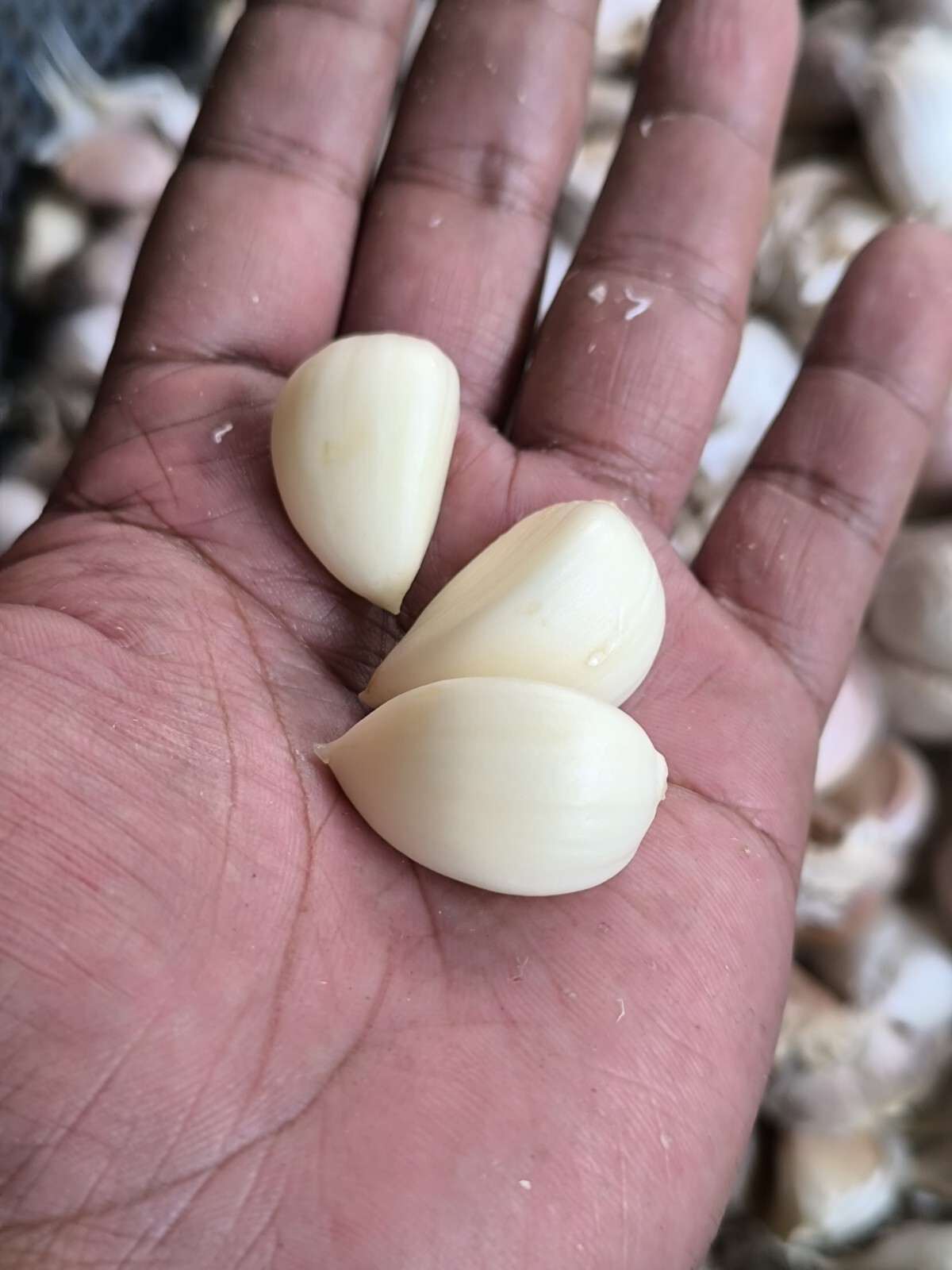 Whole Fresh Garlic Premium Quality. 500 Gram