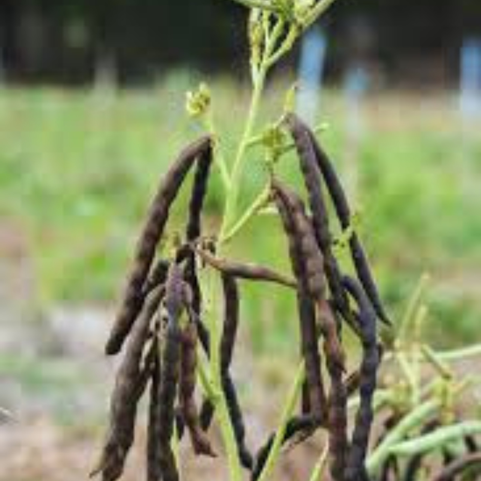 Mung bean natural 100% organic healthy green grams Sri lanka