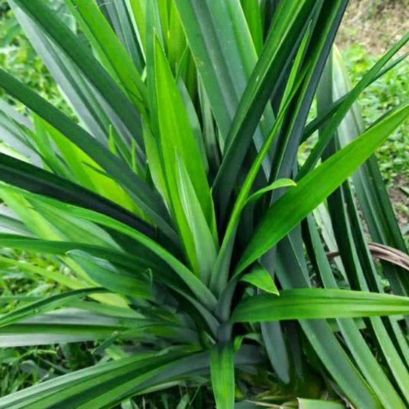 400g Organic Dried Pandan Leaves Natural Fragrant Screw Pine Leaf Asian Cooking