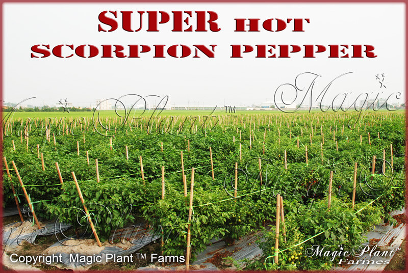 Scorpion Pepper Flakes – Crushed Scorpion Butch T Peppers