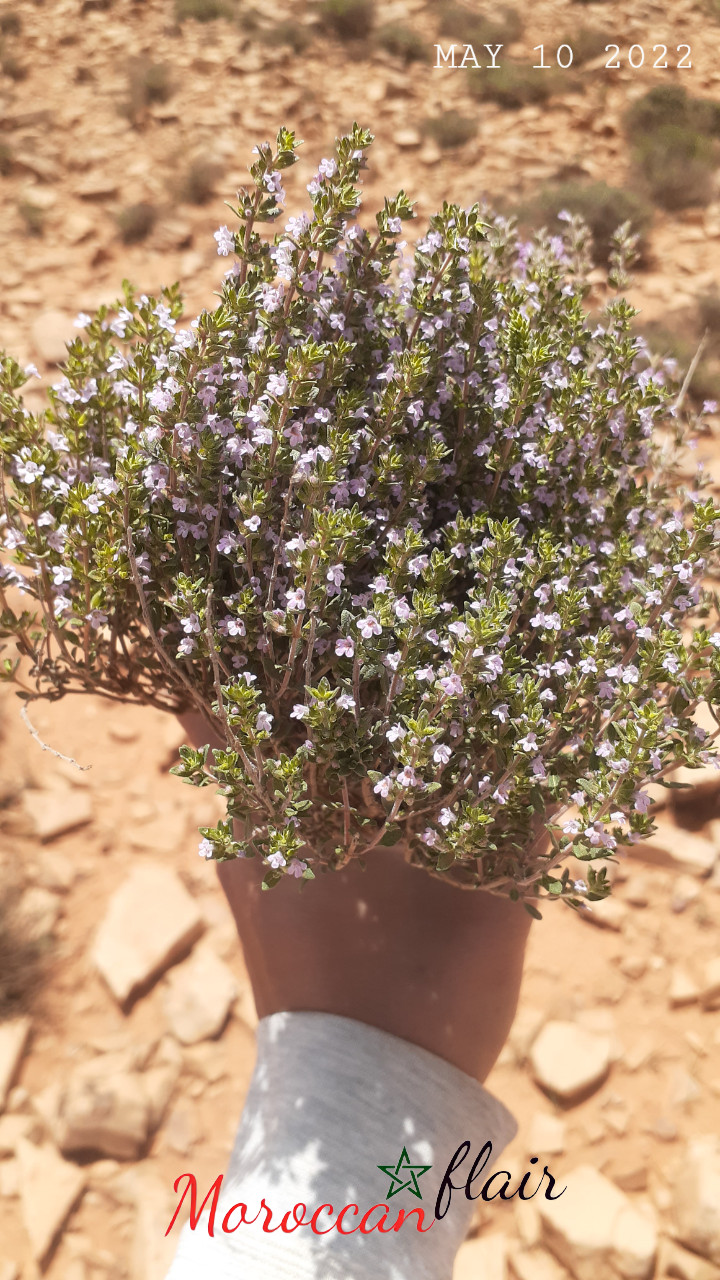 100g Mountain Harvested ( May 2022 )  wild thyme leaves from the Atlas Morocco .